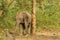 A trained elephant of forest department taking rest at his shade at South Dhupjhora Elephant camp