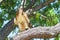 Trained falcon with leather jesses binding legs perched in a tree