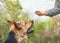 trained German Shepherd performs the exercise.