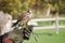 Trained hawk, used in the sport of falconry, stands perched on t