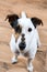 Trained Jack Russell sitting with three piece of food on his nose waiting for command.