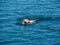 Trained labrador retriever dog swimming in the water with a stick