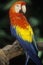 Trained Macaw parrot at Sunken Gardens, St. Petersburg, FL