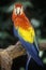 Trained Macaw parrot at Sunken Gardens, St. Petersburg, FL