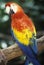 Trained Macaw parrot at Sunken Gardens, St. Petersburg, FL