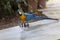 Trained parrot blue-yellow macaw riding