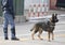 Trained police dog during surveillance along the streets of the