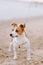 Trained purebred Jack Russel Terrier dog outdoors on the leash near riverside on the yellow sand close-up, summer cloudy day.