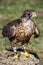 Trained saker falcon