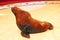 Trained sea lion on arena in circus