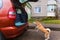 Trained Shiba Inu dog jumping inside the rear trunk of the car