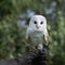 Trained Snowy Barn Owl perched on a gloved hand