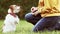 Trainer giving dog treat to her begging jack russell terrier, puppy training concept