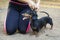 Trainer instructs the team to stand dachshund. Training and agility dogs