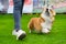 Trainer in jeans walks with Pembroke Welsh Corgi at dog show