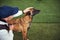 Trainer stroking a canine standing on the artificial grass