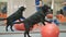 The trainer teaches the black labrador in the gym