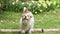 Trainer teaching her cute dog to jump in spring, agility training