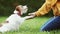 Trainer teaching her dog to give a paw, puppy training