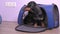 Trainer trains smart dachshund to get in and sit in pet carrier to travel