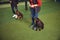 Trainers holding dogs on the leashes during the training session