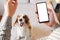 Training an active dog at home with a smartphone application, white copy space screen.
