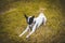 Training basenji dog bites a stick while lying on yellow grass