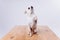 Training and caring for a chihuahua dog on a white isolated background.