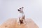 Training and caring for a chihuahua dog on a white isolated background.