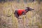 Training Coursing. Italian greyhound dog