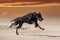 Training of dobermann pinscher