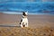 Training dog on the beach