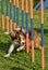 Training dogs for agility and speed