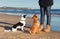 Training dogs on the beach