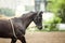 Training horse portrait