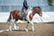 Training in horse riding, entry level. Cavaletti on a trot