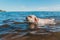 Training Labrador in the water