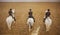 Training of Lipizzaner horses, Vienna, spanish riding school