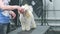 Training a miniature poodle puppy to stand in a stand for a show