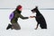 Training and playing with dogs Dobermans on a snowy field