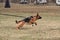 Training for protection of German Shepherd workers at stadium. German Shepherd in harness and on leash rushes forward and tries to