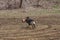 Training for protection of service breeds of dogs. Gray German Shepherd of working breeding runs around field with canine sleeve