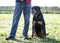 Training of rottweiler