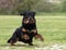 Training of rottweiler