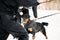 Training Of Rottweiler Metzgerhund Adult Dog. Attack And Defence