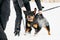 Training Of Rottweiler Metzgerhund Adult Dog. Attack And Defence