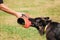 Training Scene Of Long-Haired German Shepherd Dog, Alsatian Wolf Dog