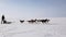 Training sled dogs on a frozen bay