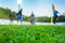 Training soccer players on football stadium. Green grass at foreground. Defocused.