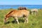 Trait Breton foals and horses in a field in Brittany